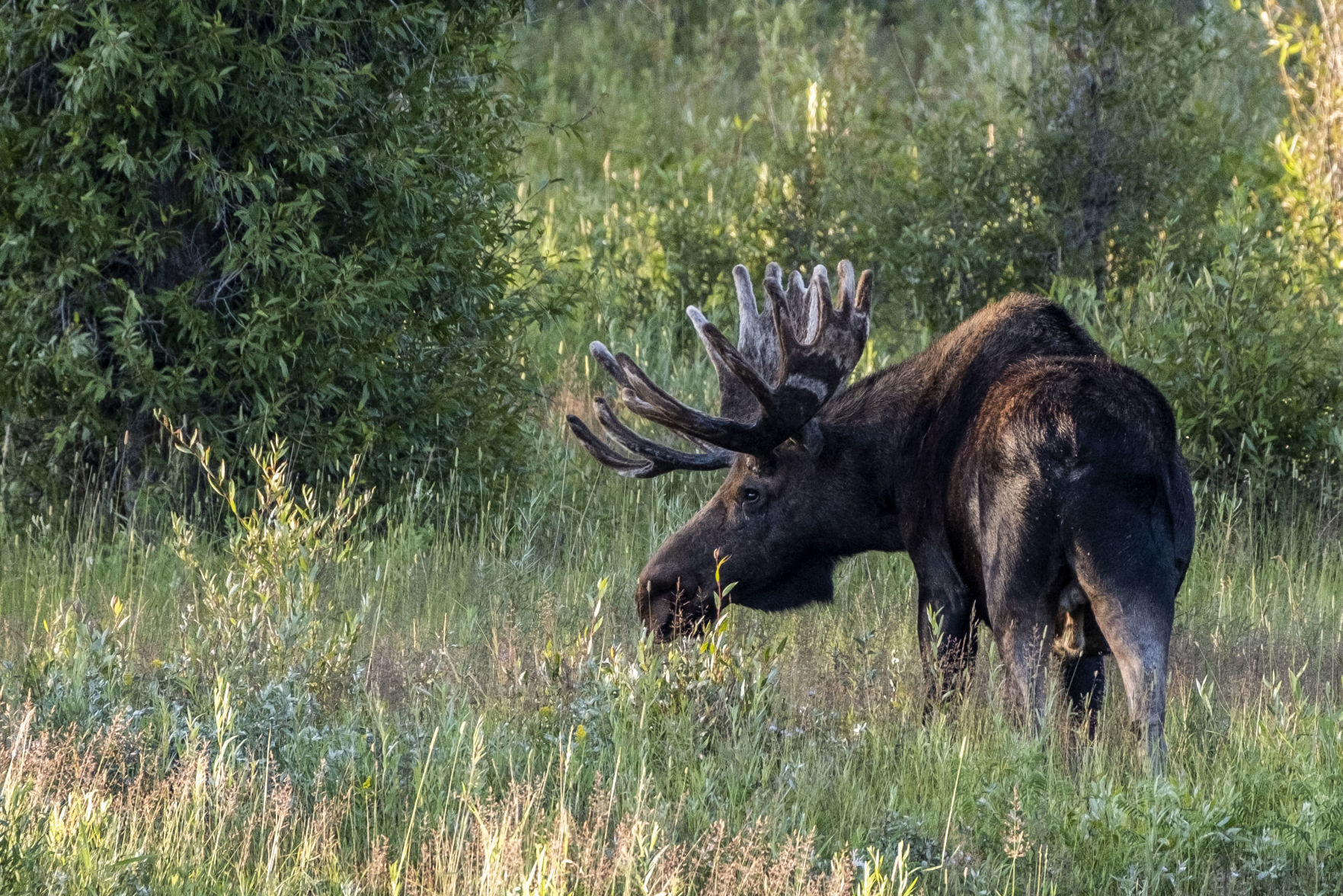 Grand Teton National Park